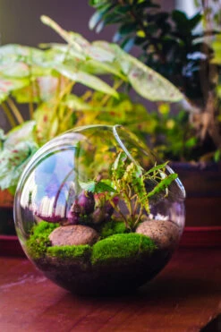 Glass Sphere Terrarium With Cut Kit For Planting Moss, Carnivorous Plant, Begonia -Ncyp Garden Sale Shop 20230608041 21