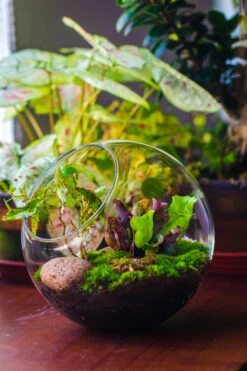 Glass Sphere Terrarium With Cut Kit For Planting Moss, Carnivorous Plant, Begonia -Ncyp Garden Sale Shop 20230608041 25