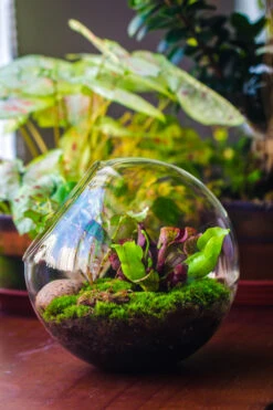 Glass Sphere Terrarium With Cut Kit For Planting Moss, Carnivorous Plant, Begonia -Ncyp Garden Sale Shop 20230608041 26