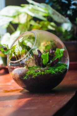Glass Sphere Terrarium With Cut Kit For Planting Moss, Carnivorous Plant, Begonia -Ncyp Garden Sale Shop 20230608041 32