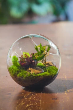 Glass Sphere Terrarium With Cut Kit For Planting Moss, Carnivorous Plant, Begonia -Ncyp Garden Sale Shop 20230608041 7