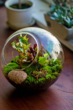 Glass Sphere Terrarium With Cut Kit For Planting Moss, Carnivorous Plant, Begonia -Ncyp Garden Sale Shop 20230608041 9