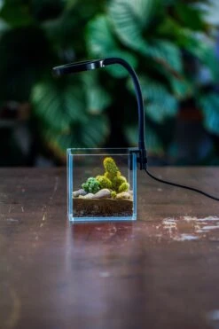 NCYP Clip Grow LED Light, Gooseneck, USB, 10W, Display, Adjustable, For Succulents, Open Terrarium, Fish Tank, Moss, Fern, Tropical Plants -Ncyp Garden Sale Shop 20230628086 11