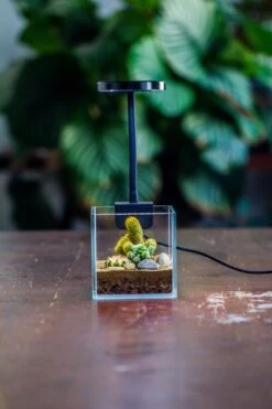 NCYP Clip Grow LED Light, Gooseneck, USB, 10W, Display, Adjustable, For Succulents, Open Terrarium, Fish Tank, Moss, Fern, Tropical Plants -Ncyp Garden Sale Shop 20230628086 12