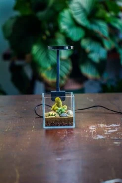 NCYP Clip Grow LED Light, Gooseneck, USB, 10W, Display, Adjustable, For Succulents, Open Terrarium, Fish Tank, Moss, Fern, Tropical Plants -Ncyp Garden Sale Shop 20230628086 8