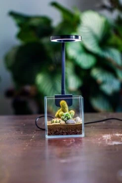 NCYP Clip Grow LED Light, Gooseneck, USB, 10W, Display, Adjustable, For Succulents, Open Terrarium, Fish Tank, Moss, Fern, Tropical Plants -Ncyp Garden Sale Shop 20230628086 9