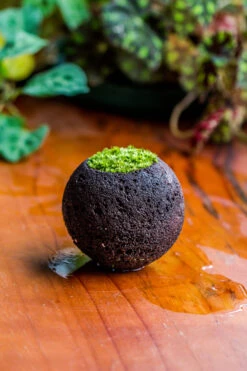 DIY Set 9cm / 3.5" Round Horticultural Lava Rock Volcanic Rock Planter And Moss Building Kit -Ncyp Garden Sale Shop 2024 2 2 IMG 0409