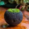DIY Set 12cm / 4.7" Round Horticultural Lava Rock Volcanic Rock Planter And Moss Planting Kit
