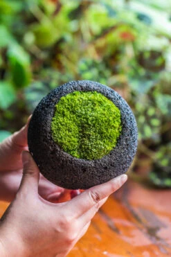 DIY Set 12cm / 4.7" Round Horticultural Lava Rock Volcanic Rock Planter And Moss Planting Kit 5 DIY Set 12cm / 4.7" Round Horticultural Lava Rock Volcanic Rock Planter And Moss Planting Kit -Ncyp Garden Sale Shop 2024 2 2 IMG 0414