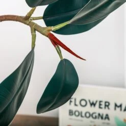 NCYP Artificial Rubber Tree, Rubber Fig, Rubber Bush 5.9FT (70.8 Inches) Tall Faux Plant For Home Office Decor, Indoor Fake Potted Ficus Elastica Tree With Plastic Pot And Rattan Woven Basket -Ncyp Garden Sale Shop 290A0844