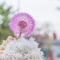 Purple Presered Dandelion Set 3 Pcs Dried Flowers, DIY Material For Bouquet,