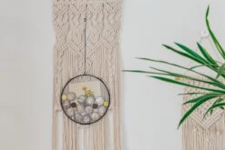 NCYP Glass Coin Organizer Holder For Morgan Silver Dollar Coin - Wall Hanging Display Frame - Round 8" Glass Floating Herbarium For Dried Flowers - Home Decor, Black -Ncyp Garden Sale Shop 290A2962