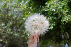 Super Large Diameter 11cm / 4.3 Presered Dandelion Dried Flowers, DIY Material For Bouquet, -Ncyp Garden Sale Shop 290A8809