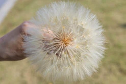 Super Large Diameter 11cm / 4.3 Presered Dandelion Dried Flowers, DIY Material For Bouquet, -Ncyp Garden Sale Shop 290A8816