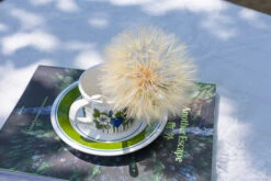 Super Large Diameter 11cm / 4.3 Presered Dandelion Dried Flowers, DIY Material For Bouquet, -Ncyp Garden Sale Shop 290A8827