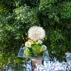 Super Large Diameter 11cm / 4.3 Presered Dandelion Dried Flowers, DIY Material For Bouquet, -Ncyp Garden Sale Shop 290A8951