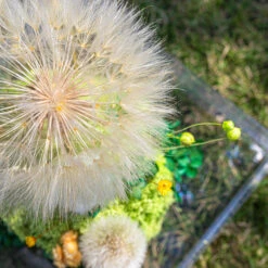 Super Large Diameter 11cm / 4.3 Presered Dandelion Dried Flowers, DIY Material For Bouquet, -Ncyp Garden Sale Shop 290A8962