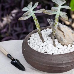 Decorative White Pebble Rocks For Succulents Top Dressing, For Terrarium, Fairy Gardening -Ncyp Garden Sale Shop 3 3e1801ba 1d85 4fc7 b290 d4e78eba61b4