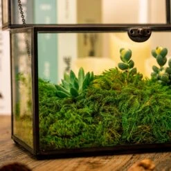 Preserved Long Hairy Moss, Green 20x50cm, For DIY Moss Wall, Moss Terrarium, Vertical Garden 17 Preserved Long Hairy Moss, Green 20x50cm, For DIY Moss Wall, Moss Terrarium, Vertical Garden -Ncyp Garden Sale Shop 5201