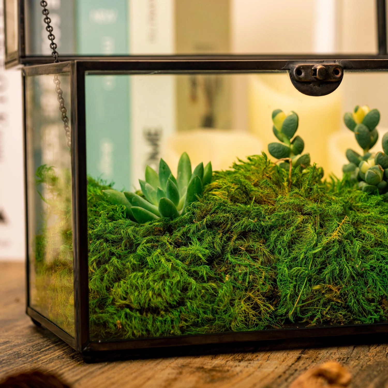 Preserved Long Hairy Moss, Green 20x50cm, For DIY Moss Wall, Moss Terrarium, Vertical Garden 8 Preserved Long Hairy Moss, Green 20x50cm, For DIY Moss Wall, Moss Terrarium, Vertical Garden - Image 8