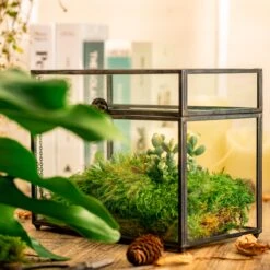 Preserved Long Hairy Moss, Green 20x50cm, For DIY Moss Wall, Moss Terrarium, Vertical Garden 18 Preserved Long Hairy Moss, Green 20x50cm, For DIY Moss Wall, Moss Terrarium, Vertical Garden -Ncyp Garden Sale Shop 5205