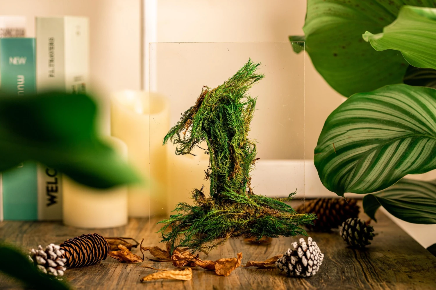 Preserved Long Hairy Moss, Green 20x50cm, For DIY Moss Wall, Moss Terrarium, Vertical Garden 10 Preserved Long Hairy Moss, Green 20x50cm, For DIY Moss Wall, Moss Terrarium, Vertical Garden - Image 10