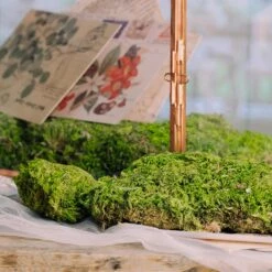 Preserved Short Moss, Leucobryum, Natural Green 20x50cm, For DIY Moss Wall, Moss Terrarium, Vertical Garden 8 Preserved Short Moss, Leucobryum, Natural Green 20x50cm, For DIY Moss Wall, Moss Terrarium, Vertical Garden -Ncyp Garden Sale Shop 5344