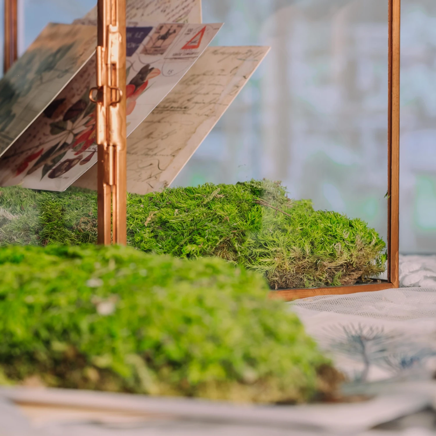 Preserved Short Moss, Leucobryum, Natural Green 20x50cm, For DIY Moss Wall, Moss Terrarium, Vertical Garden 6 Preserved Short Moss, Leucobryum, Natural Green 20x50cm, For DIY Moss Wall, Moss Terrarium, Vertical Garden - Image 6