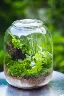 Terrarium Planting Kit Glass Jar And Black LED Grow Light With Base Kit, With Planting Material, DIY Kit 24 Terrarium Planting Kit Glass Jar And Black LED Grow Light With Base Kit, With Planting Material, DIY Kit -Ncyp Garden Sale Shop 974DD555 EC58 4b73 9627 D900E35CA540