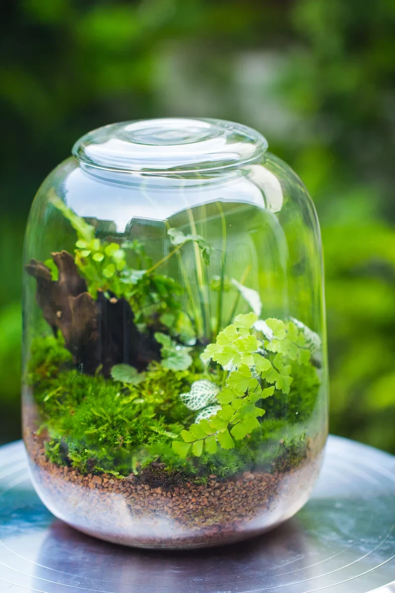 Terrarium Planting Kit Glass Jar And Black LED Grow Light With Base Kit, With Planting Material, DIY Kit 12 Terrarium Planting Kit Glass Jar And Black LED Grow Light With Base Kit, With Planting Material, DIY Kit - Image 12