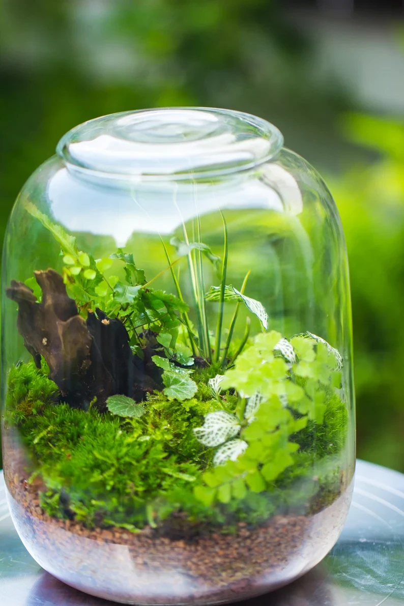 Terrarium Planting Kit Glass Jar And Black LED Grow Light With Base Kit, With Planting Material, DIY Kit 13 Terrarium Planting Kit Glass Jar And Black LED Grow Light With Base Kit, With Planting Material, DIY Kit - Image 13