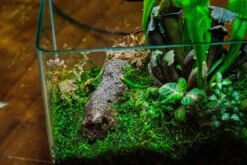 Open Moss Terrarium Building DIY Set With LED For Carnivorous Plants: Pitcher 28 Open Moss Terrarium Building DIY Set With LED For Carnivorous Plants: Pitcher -Ncyp Garden Sale Shop DSCF9690
