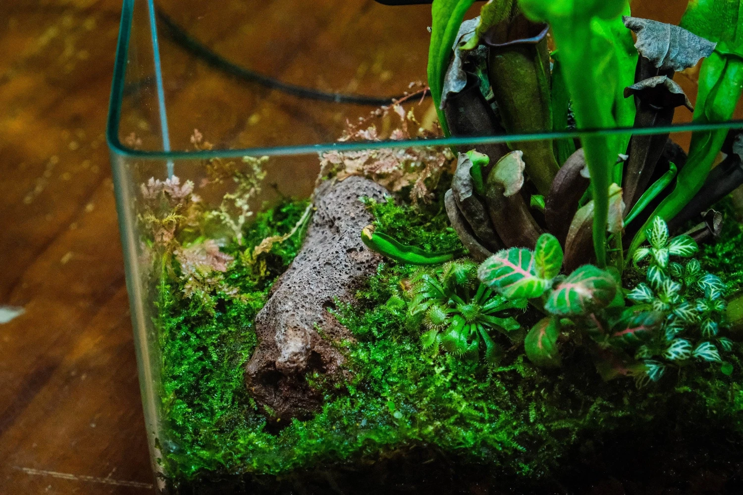 Open Moss Terrarium Building DIY Set With LED For Carnivorous Plants: Pitcher 12 Open Moss Terrarium Building DIY Set With LED For Carnivorous Plants: Pitcher - Image 12