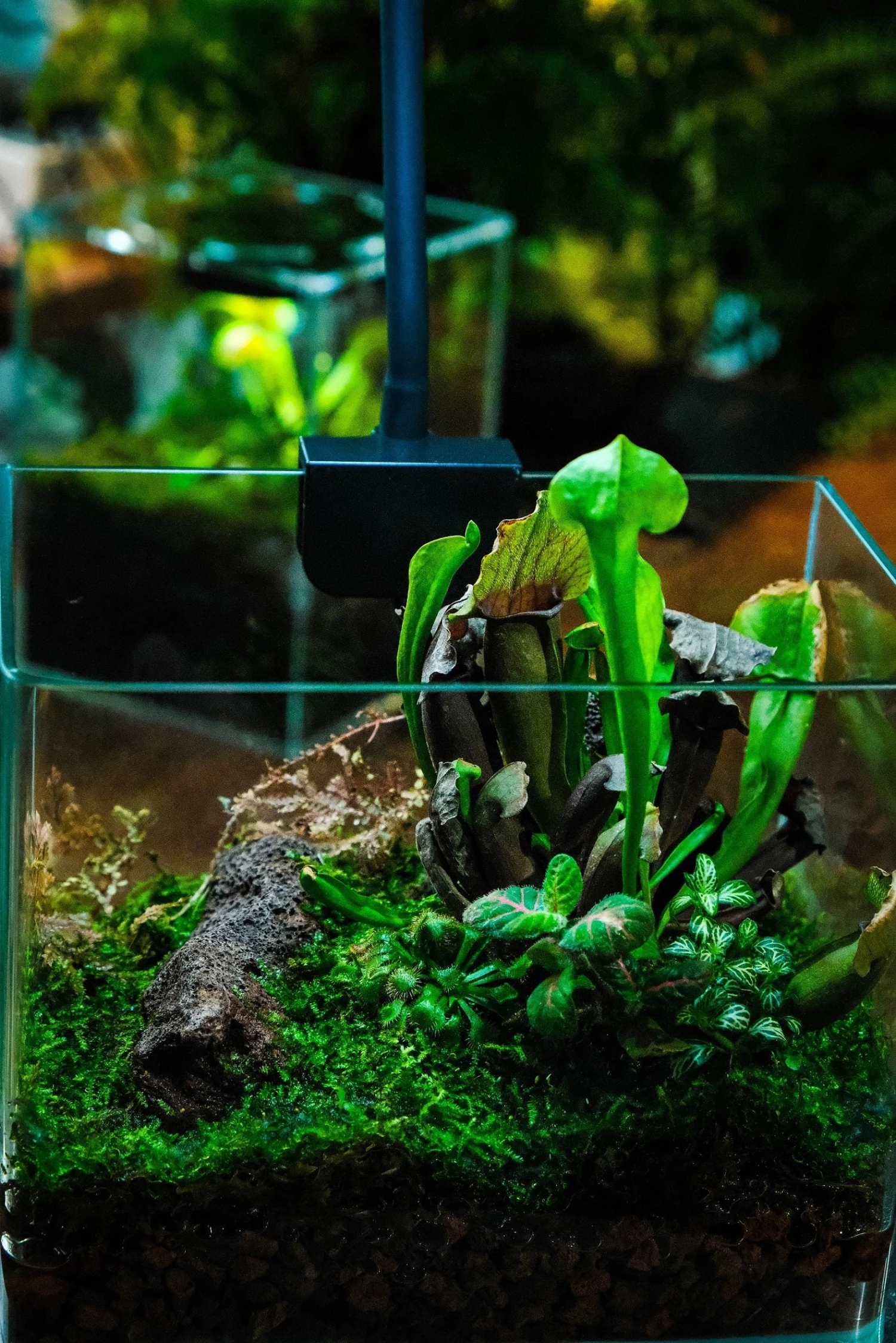 Open Moss Terrarium Building DIY Set With LED For Carnivorous Plants: Pitcher 9 Open Moss Terrarium Building DIY Set With LED For Carnivorous Plants: Pitcher - Image 9