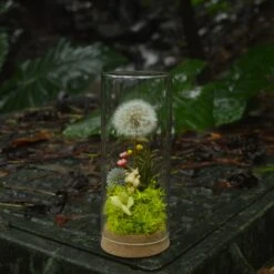 Presered Dandelion Set 3 Pcs Dried Flowers, DIY Material For Bouquet, -Ncyp Garden Sale Shop DSC 0175