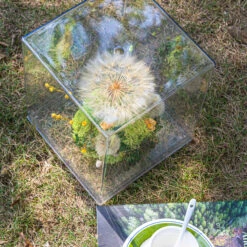 Super Large Diameter 11cm / 4.3 Presered Dandelion Dried Flowers, DIY Material For Bouquet, -Ncyp Garden Sale Shop G01A8984
