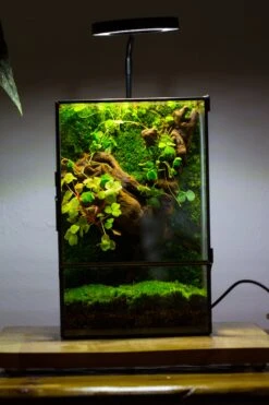 NCYP Close Geometric Glass Terrarium With Door, Tin Sealed Rectangle Tall Moss Wall Planter For Moss Wall, Fern, Landscape Multiple Size -Ncyp Garden Sale Shop IMG 0040 2