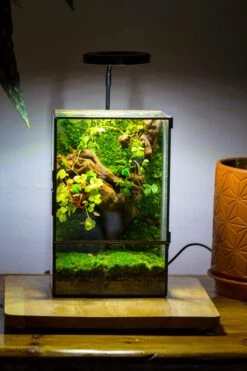 NCYP Close Geometric Glass Terrarium With Door, Tin Sealed Rectangle Tall Moss Wall Planter For Moss Wall, Fern, Landscape Multiple Size -Ncyp Garden Sale Shop IMG 0041 2 1