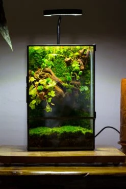 NCYP Close Geometric Glass Terrarium With Door, Tin Sealed Rectangle Tall Moss Wall Planter For Moss Wall, Fern, Landscape Multiple Size -Ncyp Garden Sale Shop IMG 00421