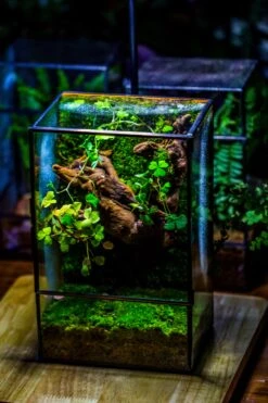 NCYP Close Geometric Glass Terrarium With Door, Tin Sealed Rectangle Tall Moss Wall Planter For Moss Wall, Fern, Landscape Multiple Size -Ncyp Garden Sale Shop IMG 0051 2