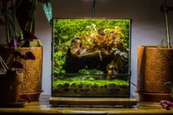 NCYP Close Geometric Glass Terrarium With Door, Tin Sealed Rectangle Tall Moss Wall Planter For Moss Wall, Fern, Landscape Multiple Size -Ncyp Garden Sale Shop IMG 0058 2