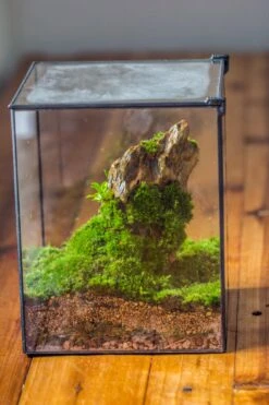 NCYP Basic Rectangle Close Geometric Glass Tin Terrarium, Planter Multiple Size For Moss Wall, Fern, Landscape Multiple Size, No Plants -Ncyp Garden Sale Shop IMG 0059