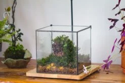 NCYP Basic Rectangle Close Geometric Glass Tin Terrarium, Planter Multiple Size For Moss Wall, Fern, Landscape Multiple Size, No Plants -Ncyp Garden Sale Shop IMG 0084