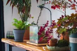 NCYP Basic Rectangle Close Geometric Glass Tin Terrarium, Planter Multiple Size For Moss Wall, Fern, Landscape Multiple Size, No Plants -Ncyp Garden Sale Shop IMG 0087