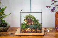 NCYP Basic Rectangle Close Geometric Glass Tin Terrarium, Planter Multiple Size For Moss Wall, Fern, Landscape Multiple Size, No Plants -Ncyp Garden Sale Shop IMG 0088