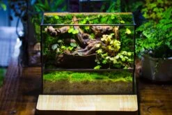 NCYP Close Geometric Glass Terrarium With Door, Tin Sealed Rectangle Tall Moss Wall Planter For Moss Wall, Fern, Landscape Multiple Size -Ncyp Garden Sale Shop IMG 0089 2