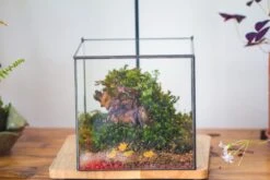 NCYP Basic Rectangle Close Geometric Glass Tin Terrarium, Planter Multiple Size For Moss Wall, Fern, Landscape Multiple Size, No Plants -Ncyp Garden Sale Shop IMG 0092