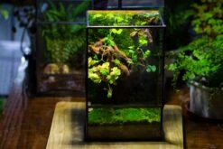 NCYP Close Geometric Glass Terrarium With Door, Tin Sealed Rectangle Tall Moss Wall Planter For Moss Wall, Fern, Landscape Multiple Size -Ncyp Garden Sale Shop IMG 0093 1