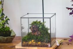 NCYP Basic Rectangle Close Geometric Glass Tin Terrarium, Planter Multiple Size For Moss Wall, Fern, Landscape Multiple Size, No Plants -Ncyp Garden Sale Shop IMG 0093