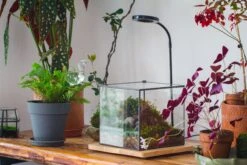 NCYP Basic Rectangle Close Geometric Glass Tin Terrarium, Planter Multiple Size For Moss Wall, Fern, Landscape Multiple Size, No Plants -Ncyp Garden Sale Shop IMG 0096